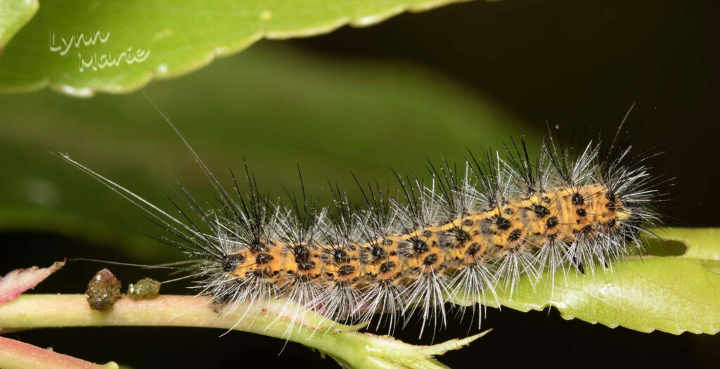 Saltmarsh Caterpillar