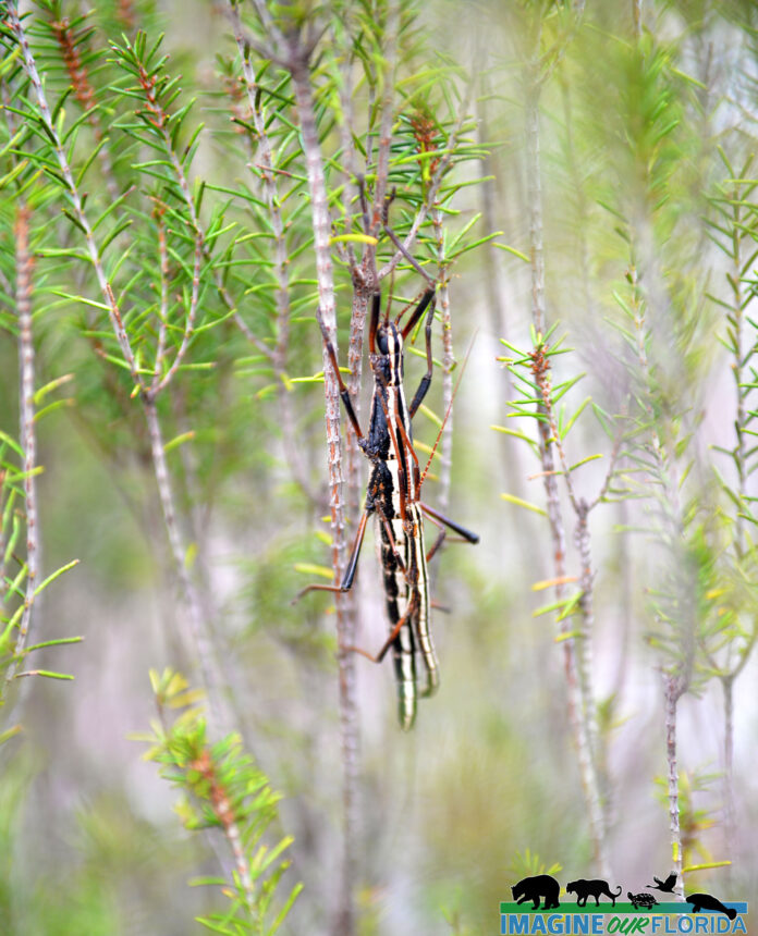 Two Striped Walking Stick