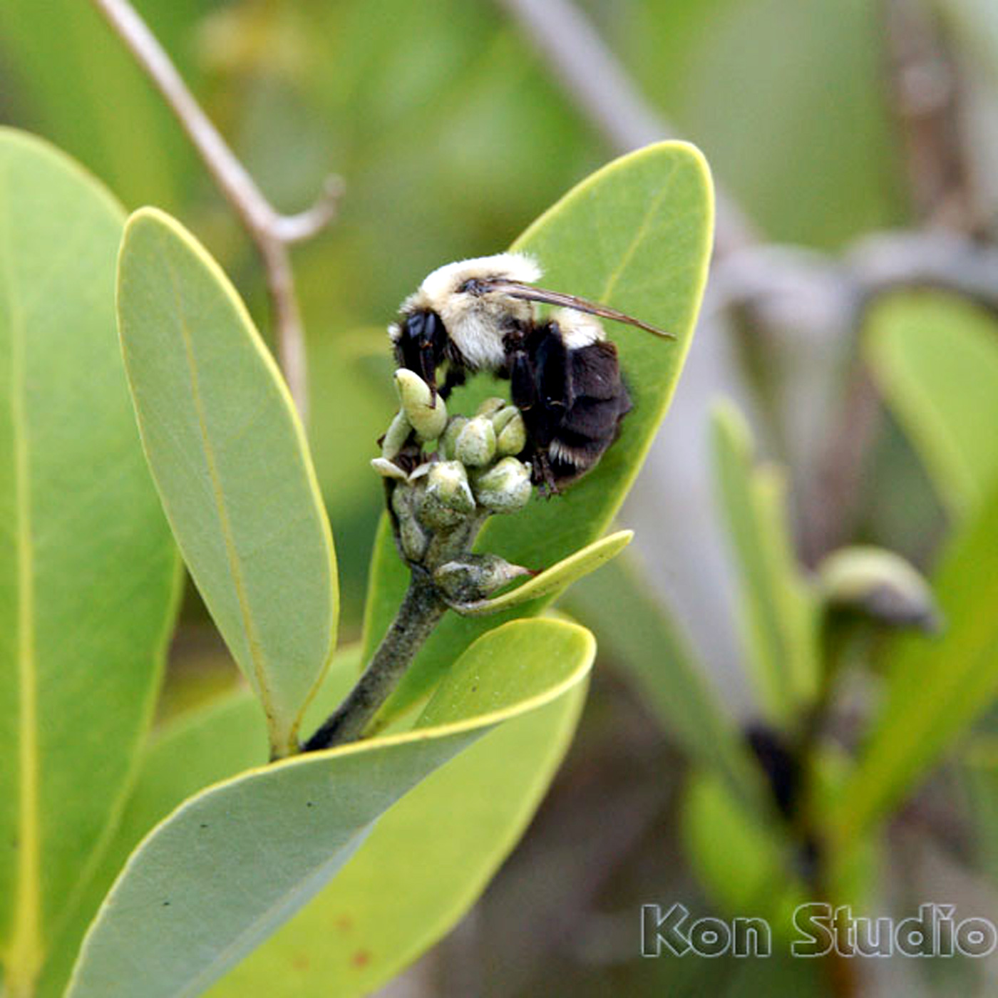 Common Eastern Bumble Bee, Nature of the Lake