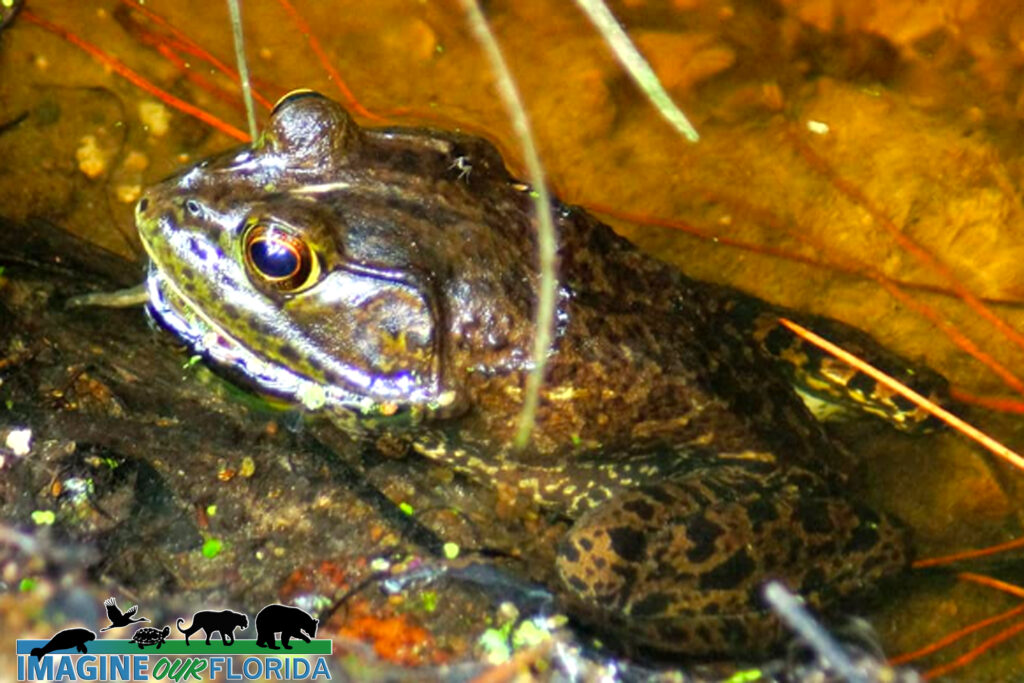 American Bullfrog