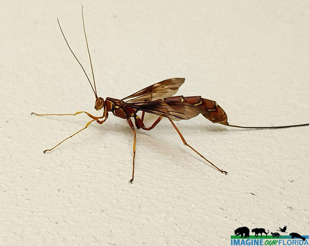 Long-Tailed Giant Ichneumonid Wasp