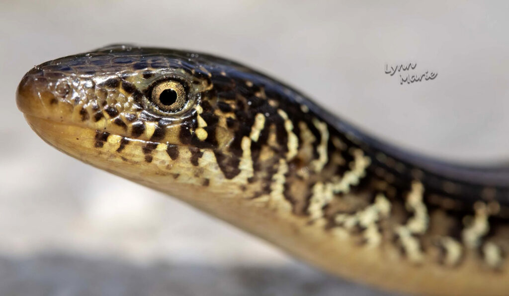 Glass Lizard