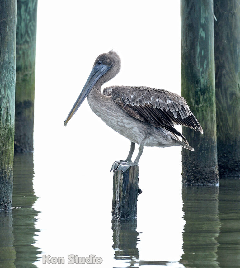 Brown Pelican