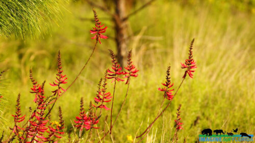 Wildflowers For All Seasons - University of Florida, Institute of Food and  Agricultural Sciences