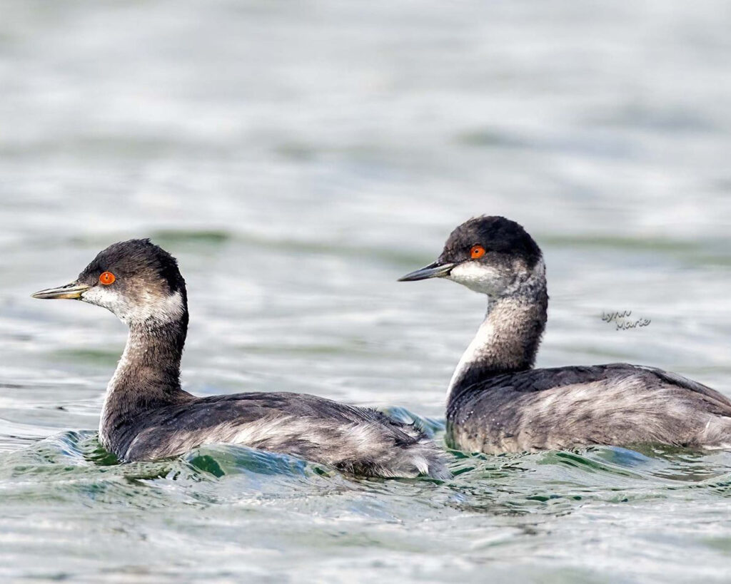Eared Grebe