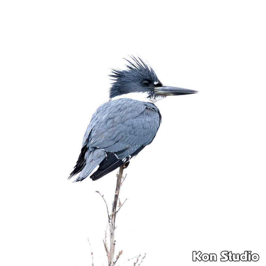 Belted Kingfisher