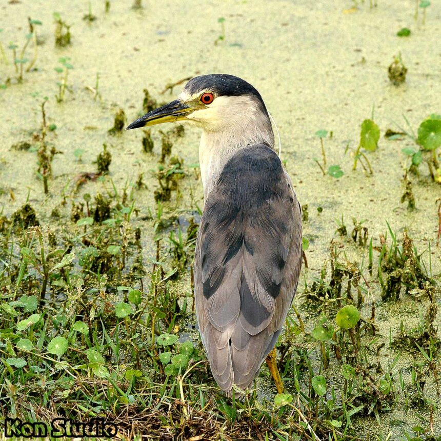 Black Crowned Night Heron